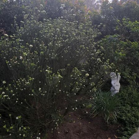 מלון קייפטאון Chaston Manor מראה חיצוני תמונה