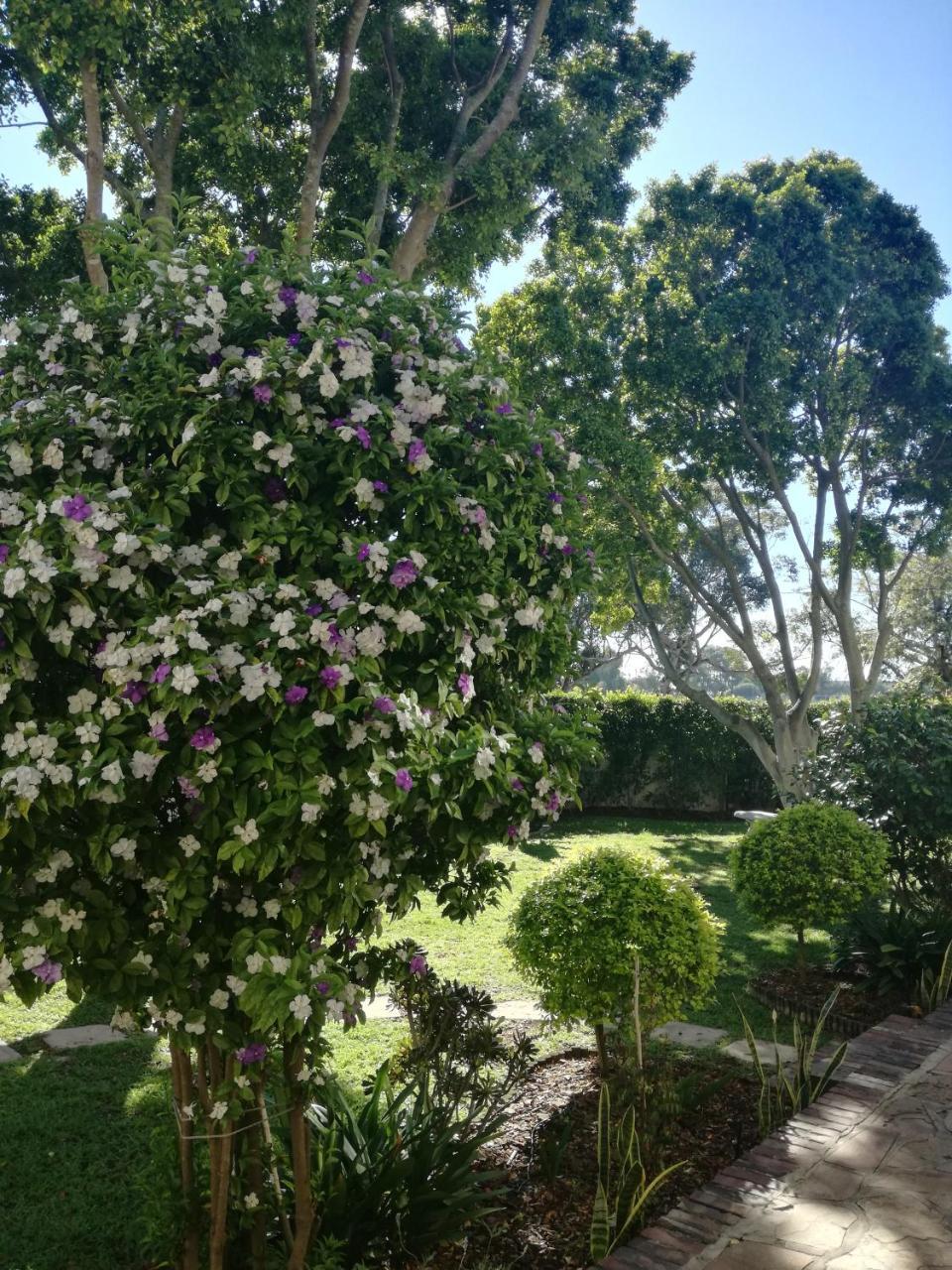 מלון קייפטאון Chaston Manor מראה חיצוני תמונה