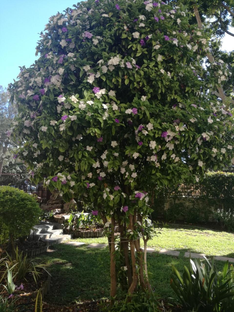 מלון קייפטאון Chaston Manor מראה חיצוני תמונה